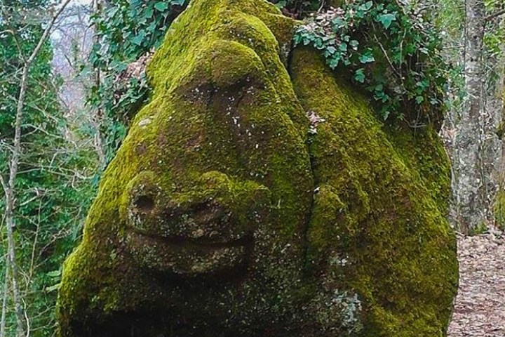 a close up of a rock next to a tree