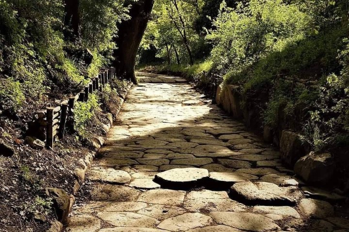 a path surrounded by trees
